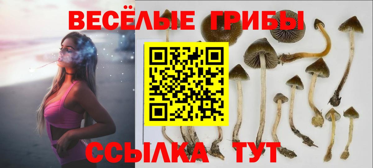 Артём  Псилоцибиновые грибы MAGIC MUSHROOMS  Вход с VPN 
